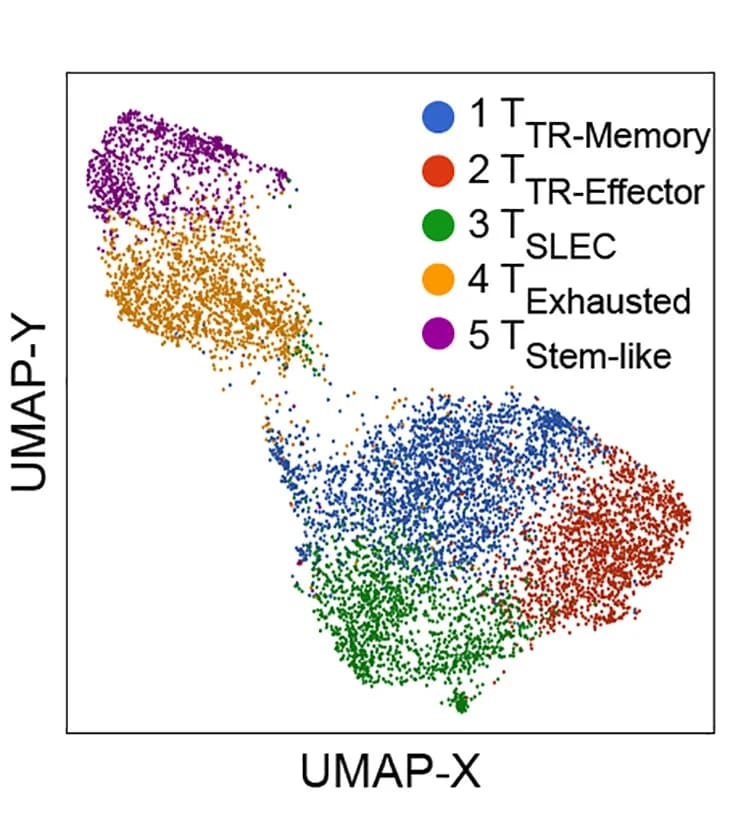 Open access visualization of Scatter Plot, UMAP, UMAP Projection, Tumor-Infiltrating CD8+T Cells, Phenotype Cluster