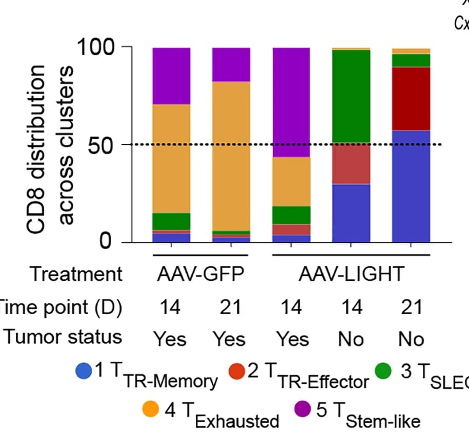 Open access visualization of Stacked Bar Plot, CD8+T Cells, Cell Distribution, Cluster