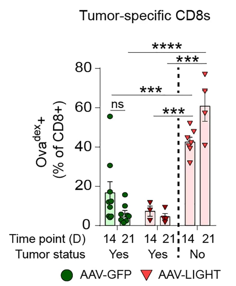Open access visualization of Bar Plot, Error Bars, Scatter Plot, CD8+T Cells, CD3+T Cells
