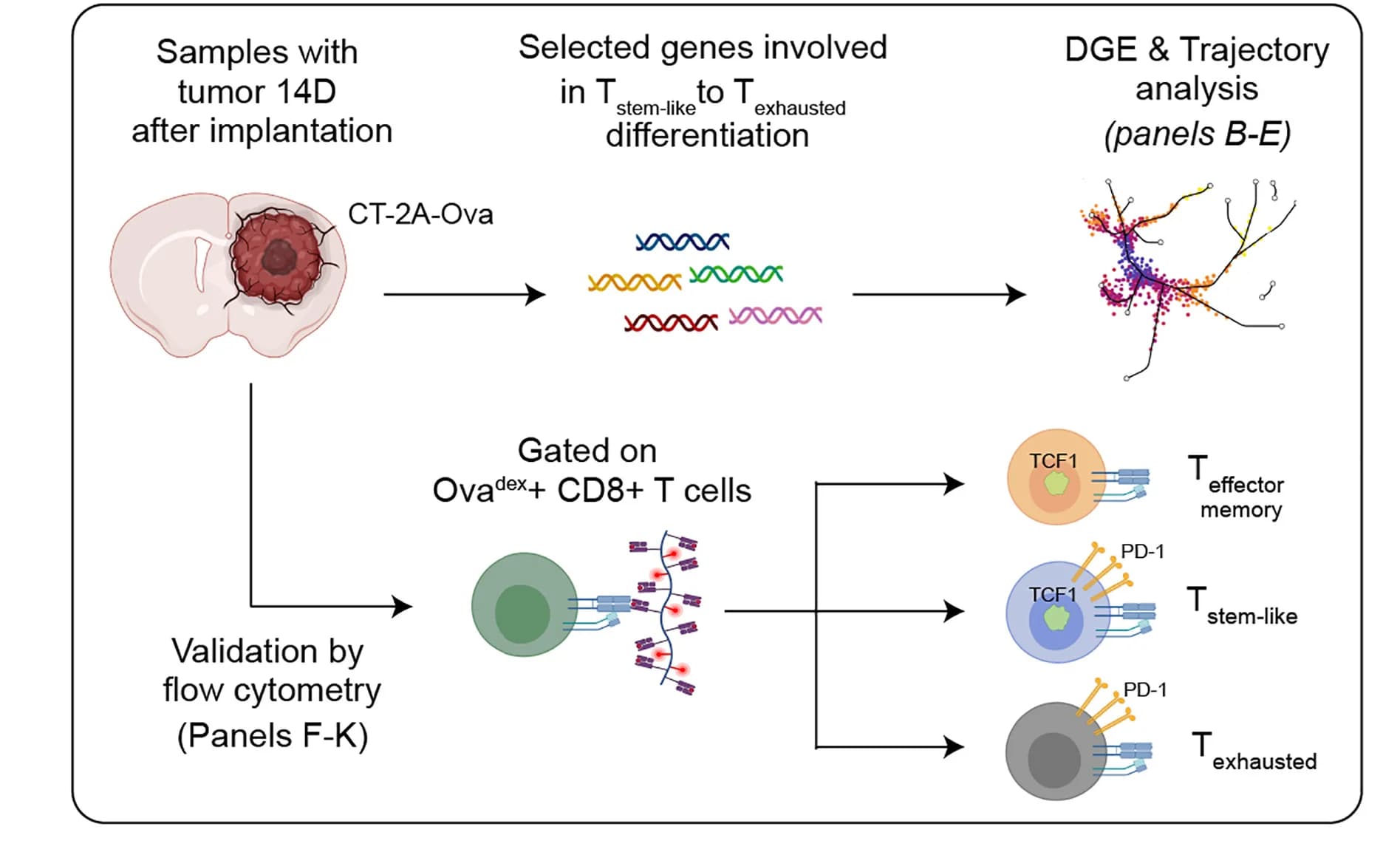 Open access visualization of Workflow, Illustration, Experimental Layout, CT-2A-Ova Tumors, AAV-GFP