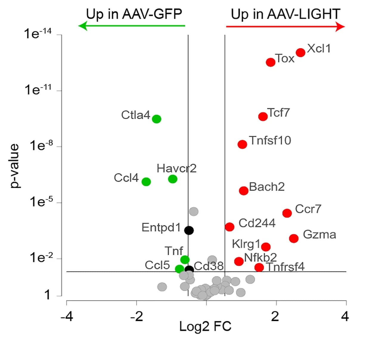Open access visualization of Volcano Plot, CD8+ T Cells, AAV-GFP, AAV-LIGHT, Gene Upregulation