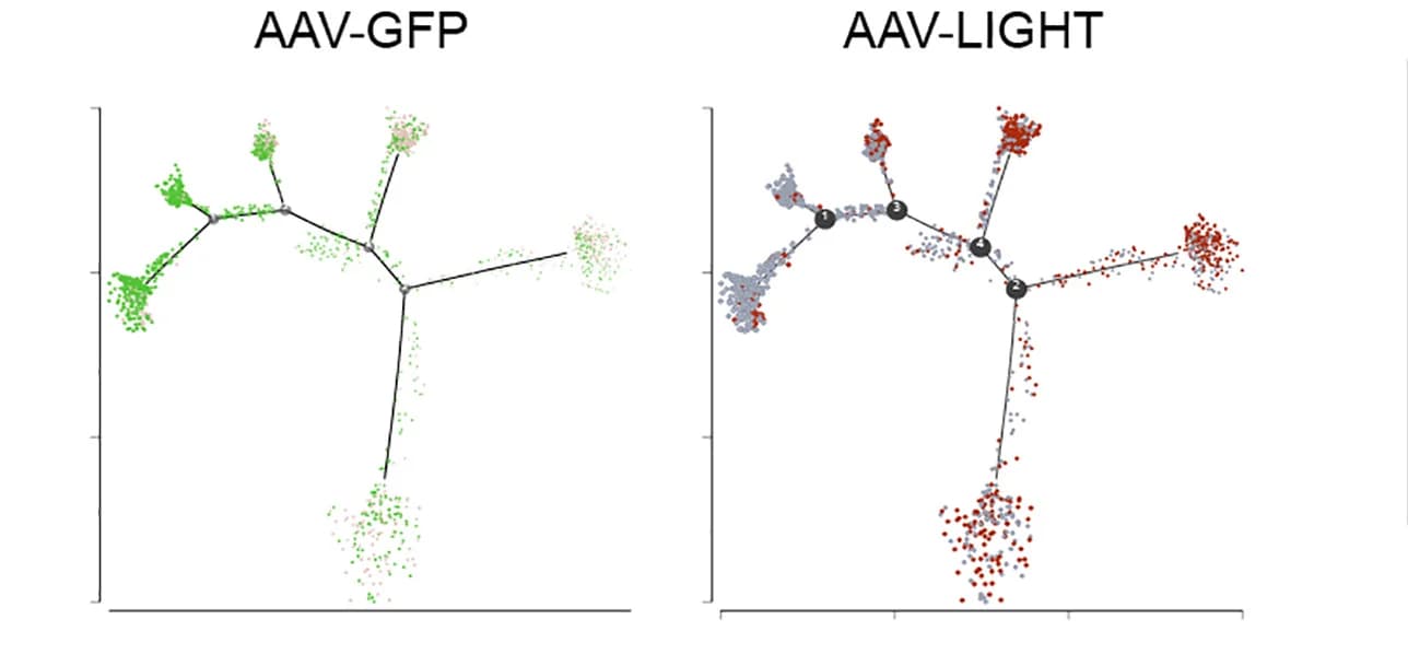 Open access visualization of Scatter Plot, Network, Trajectory Maps, AAV-GFP, AAV-LIGHT