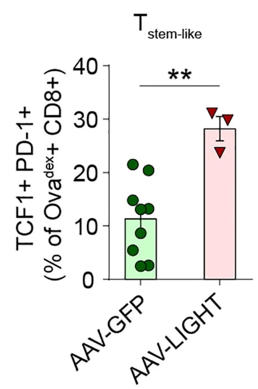 Open access visualization of Bar Plot, Scatter Plot, Error Bars, Quantification, TCF1+PD-1+ Cells