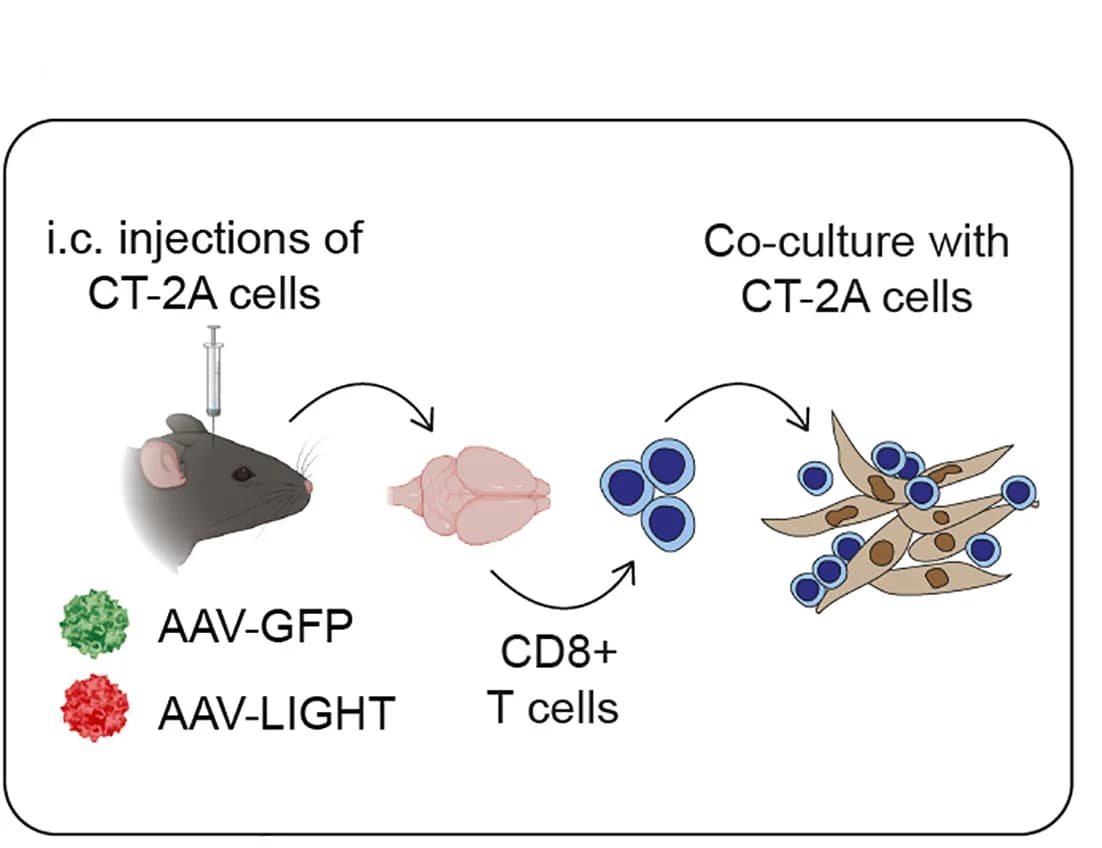 Open access visualization of Workflow, Illustration, Experimental Layout, CT-2A Tumor Cells, Intracranial Implantation