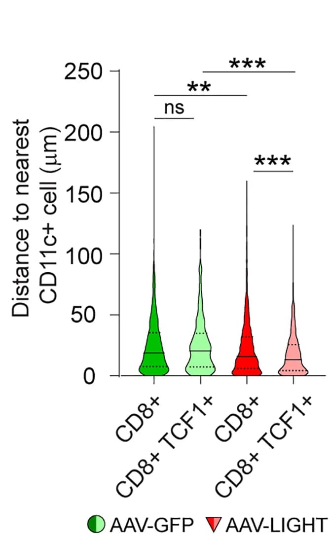 Open access visualization of Violin Plot, Quantification, Distance, CD11c+ Cell, CD8+ T Cells