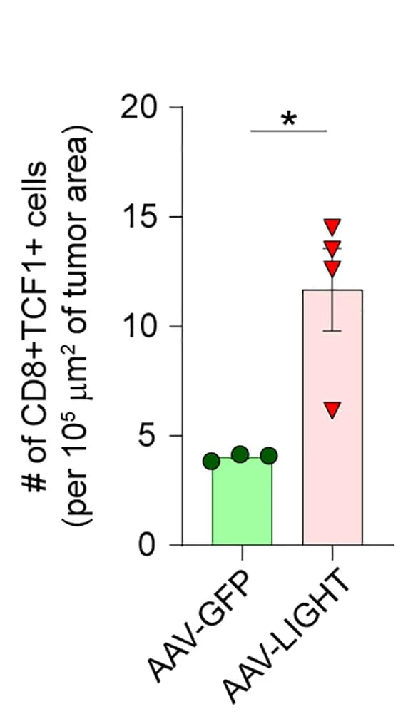 Open access visualization of Bar Plot, Error Bars, Quantification, CD8+ T Cells, TCF1+CD8+ T Cells