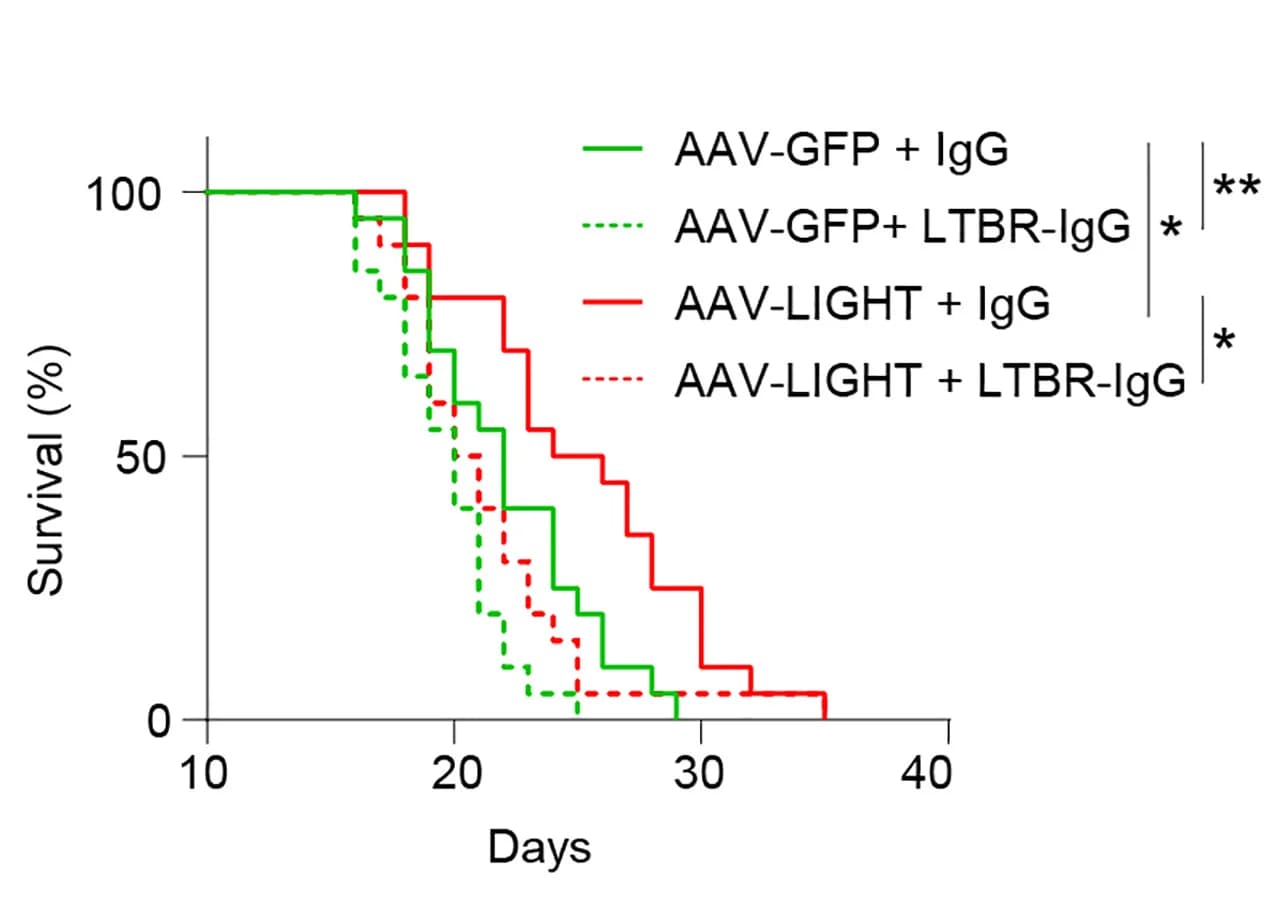 Open access visualization of Line Plot, Survival Curve, Line Step, Kaplan-Meier survival curves, Tumor-bearing mice
