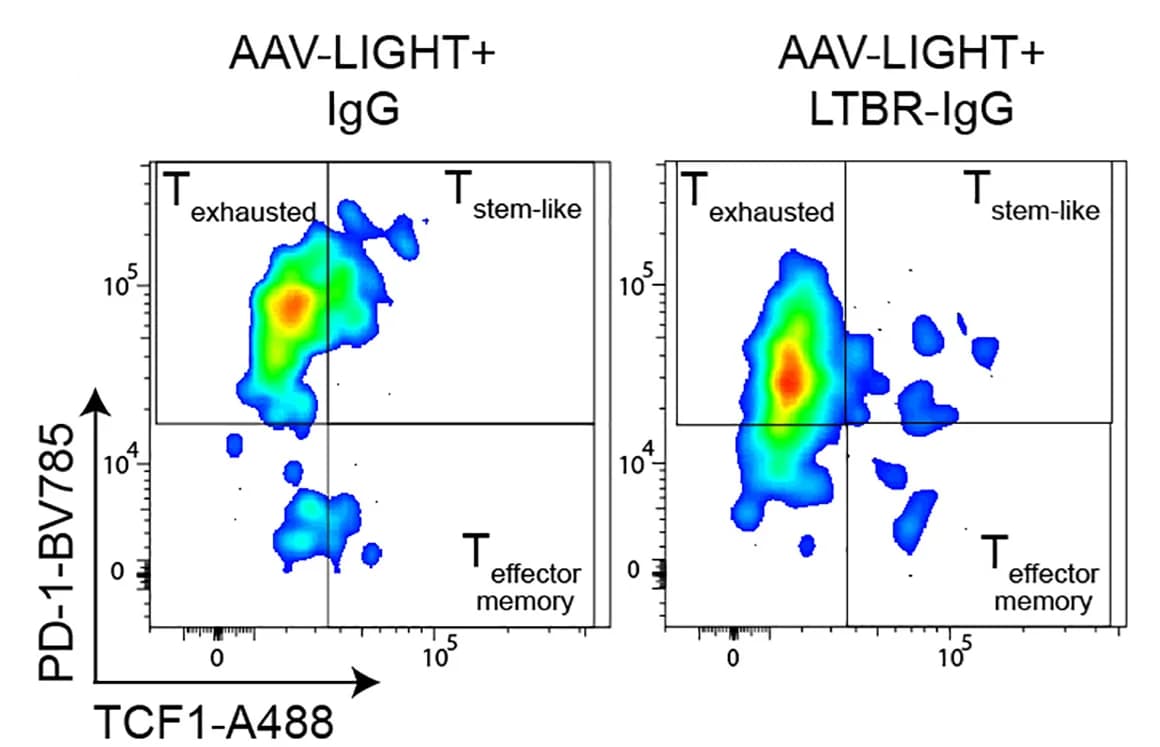 Open access visualization of Scatter Plot, Pseudocolor density plots, PD-1, TCF1, CD8+T Cells