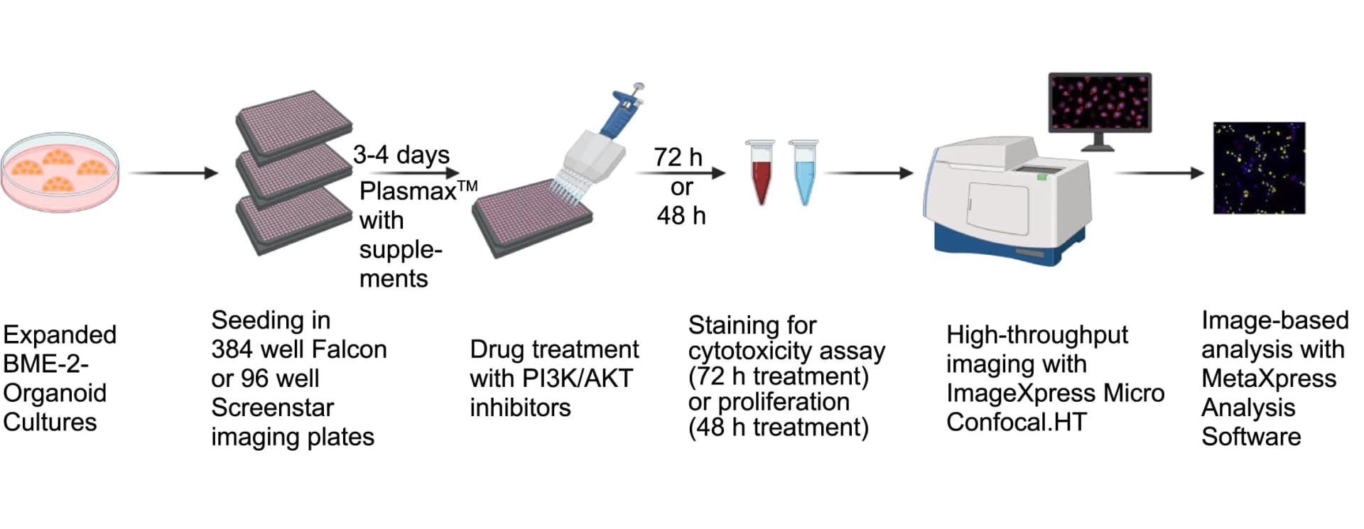 Open access visualization of Workflow, Cell Death, Proliferation Assay, Organoid Cultures, Confocal Microscopy