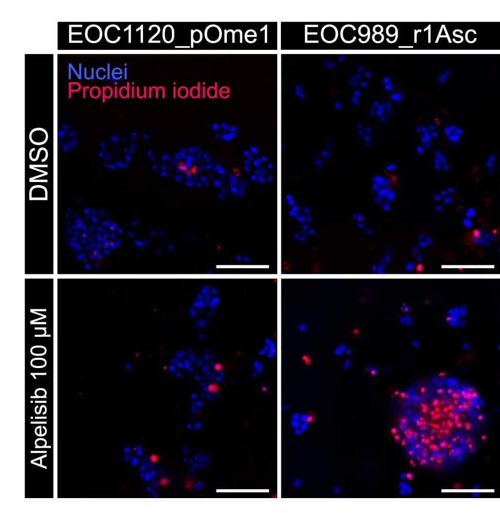 Open access visualization of Microscopy, Organoids, DMSO, Alpelisib, Hoechst 33342