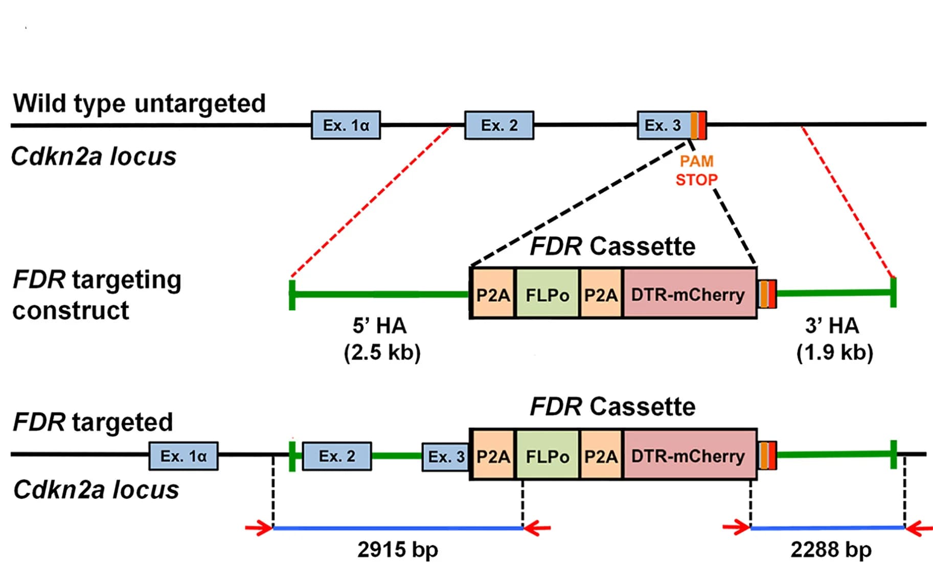 Open access visualization of Workflow, Illustration, p16-FDR allele, Cdkn2a, P2A