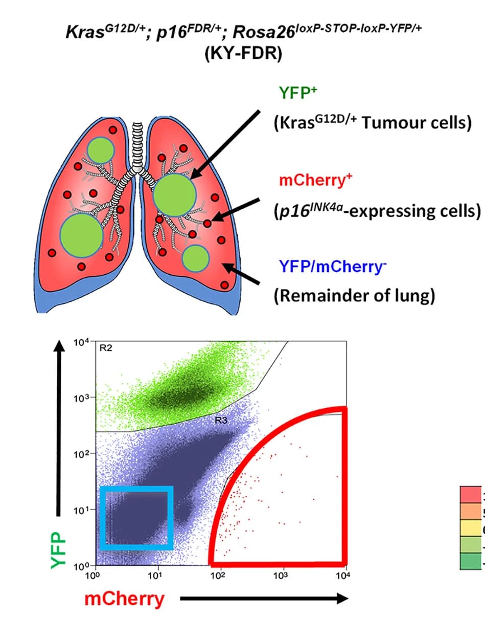 Open access visualization of Scatter Plot, FACS, Cell Fractions, RNA-seq