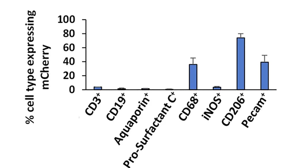 Open access visualization of Bar Plot, Error Bars, Quantification, Co-localization, mCherry
