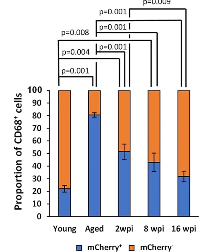 Open access visualization of Stacked Bar Plot, Error Bars, Quantification, CD68-positive Macrophages, mCherry