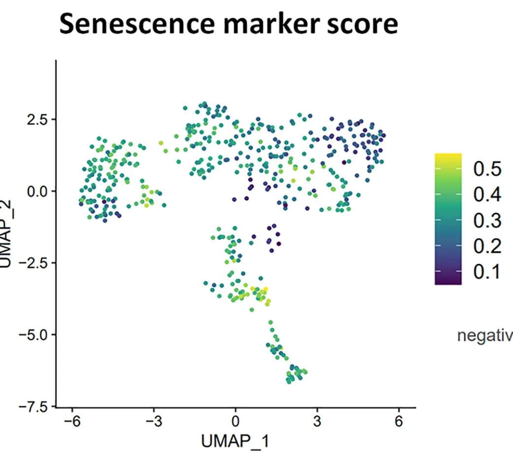 Open access visualization of UMAP, Scatter Plot, Interstitial macrophage population, Senescence markers, Average expression