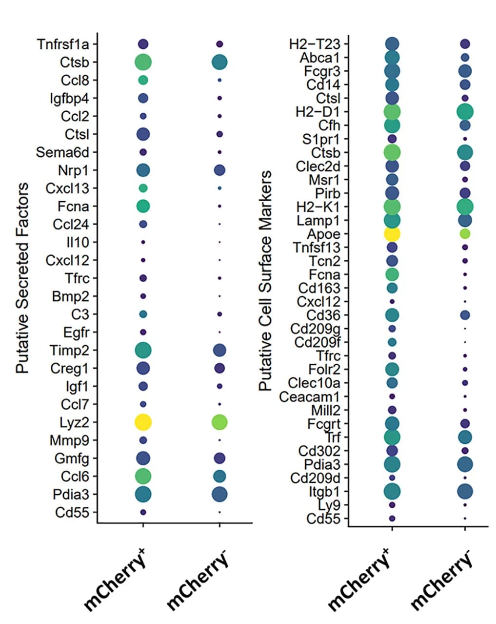 Open access visualization of Bubble Plot, Bubbleplot, SASP factors, Cell surface markers, Differentially expressed genes