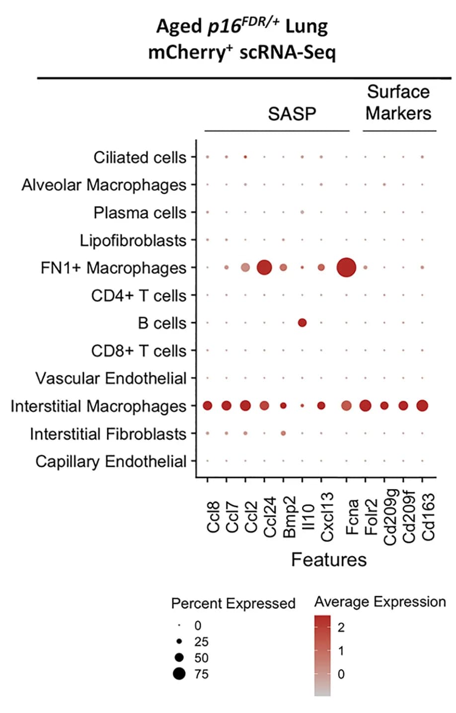 Open access visualization of Bubble Plot, SASP, Cell surface markers, mCherry-positive cells, mCherry-negative cells