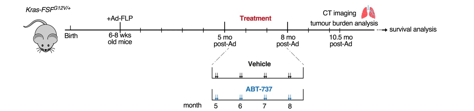 Open access visualization of Workflow, Illustration, Senescent Cells, Lung Tumorigenesis, Chemical Ablation