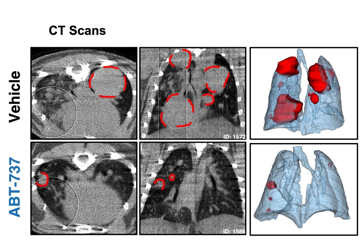 Open access visualization of Microscopy, 3D Plot, Micro-computed Tomography, CT Scan, Three-Dimensional Reconstruction