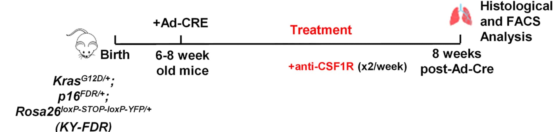 Open access visualization of Workflow, Illustration, Macrophages, Anti-CSF1R blocking antibody, Pharmacological depletion