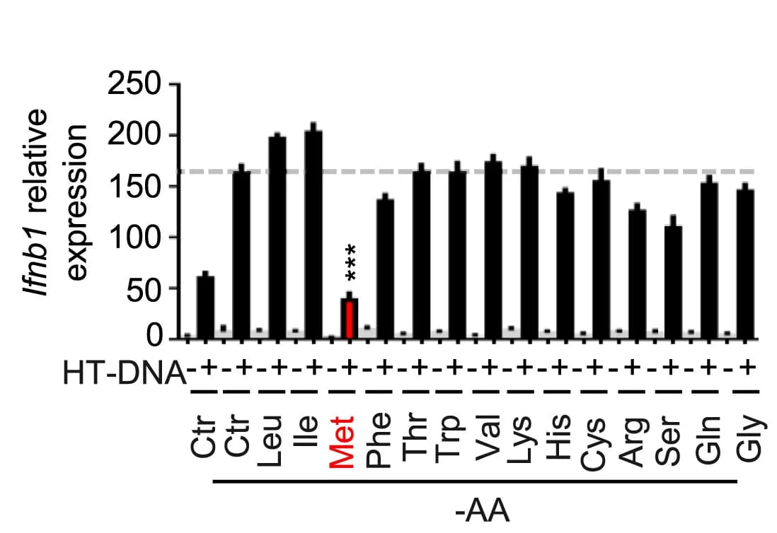 Open access visualization of Bar Plot, Amino Acids, Ifnb1 expression, B16F10 Cells
