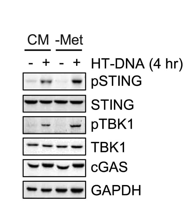 Open access visualization of Gel, Methionine Deprivation, pSTING, pTBK1, B16F10 Cells