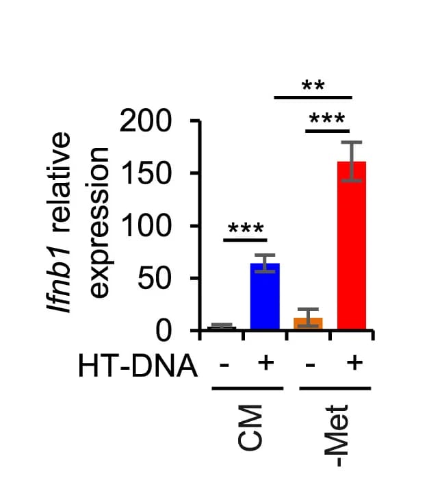 Open access visualization of Bar Plot, Error Bars, Methionine Deprivation, Ifnb1 expression, B16F10 Cells