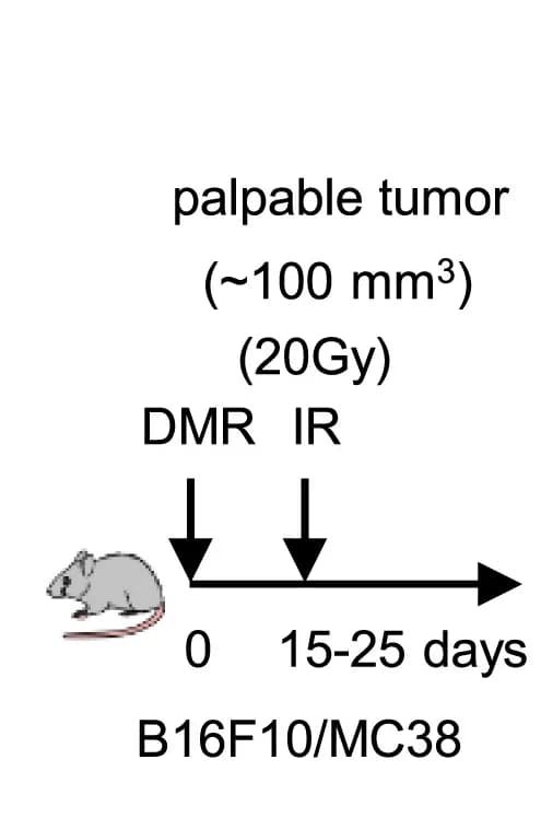 Open access visualization of Workflow, Experimental Design, C57BL/6J Mice, Tumor Treatment, Radiation