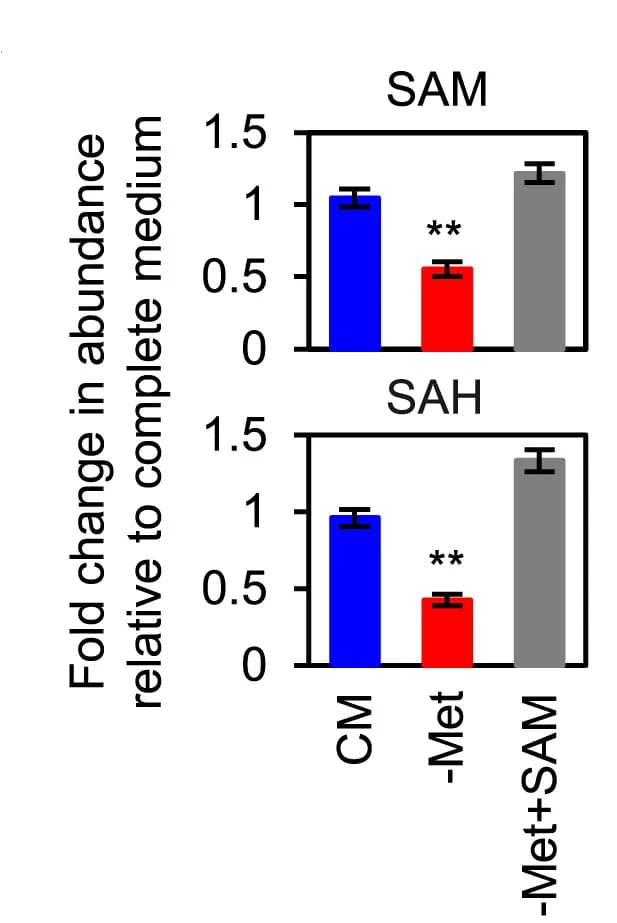 Open access visualization of Bar Plot, Error Bars, SAM, SAH, B16F10 Cells
