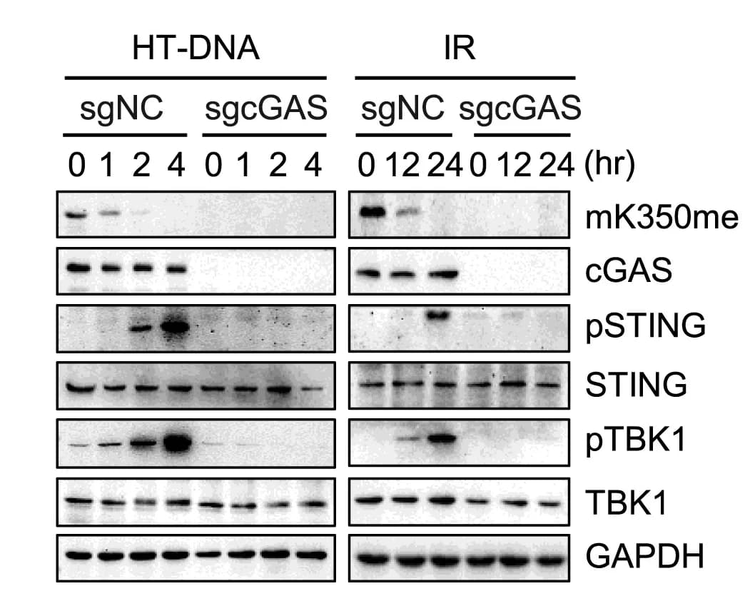 Open access visualization of Gel, HT-DNA, IR Stimulation, cGAS Methylation, STING Activation