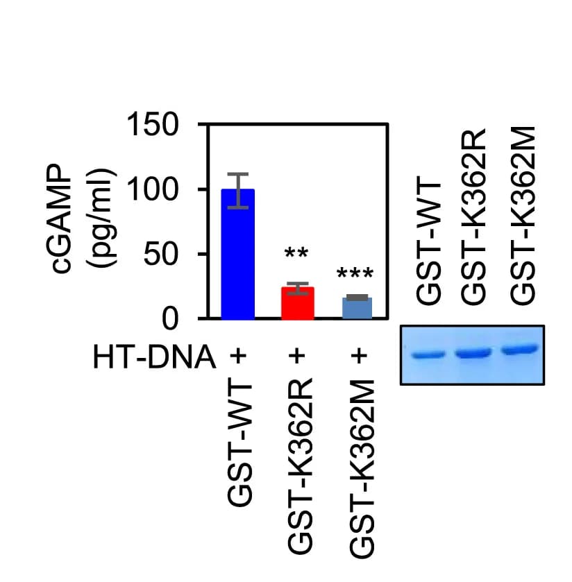 Open access visualization of Bar Plot, Error Bars, Gel, In Vitro, cGAMP Production
