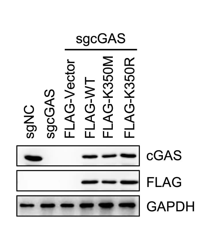 Open access visualization of Gel, FLAG-cGAS, Wild-Type, K350M, K350R