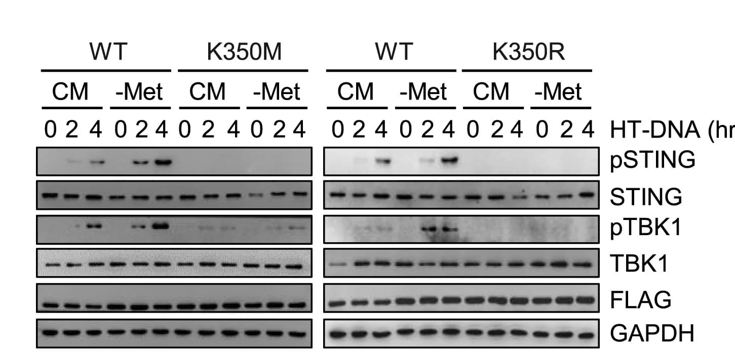 Open access visualization of Gel, Methionine Deprivation, IR, Wild-Type, K350M
