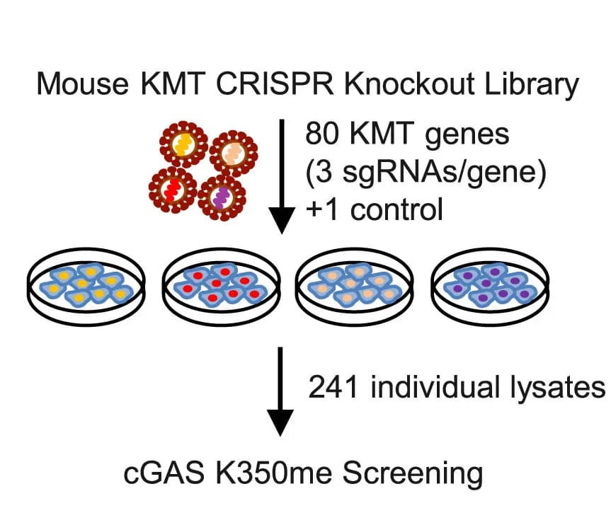 Open access visualization of Workflow, Illustration, Gene Editing, Biochemical Screening, Lysine Methyltransferase