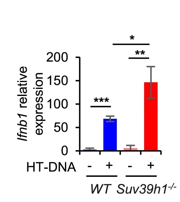 Open access visualization of Bar Plot, Error Bars, SUV39H1, Ifnb1 Expression, Suv39h1 Knockout