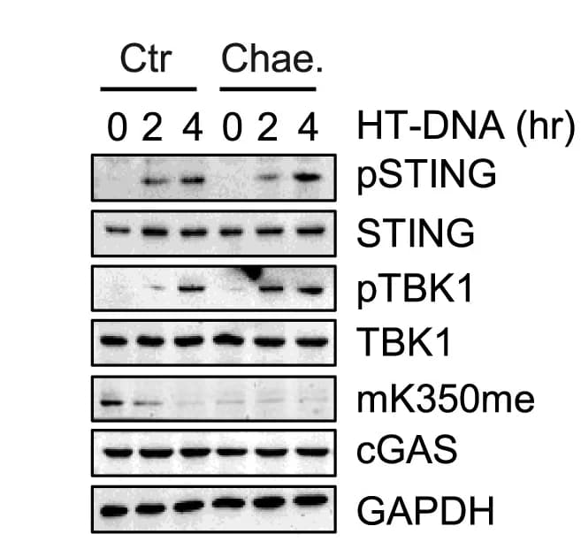 Open access visualization of Gel, Chaetocin, pSTING, pTBK1