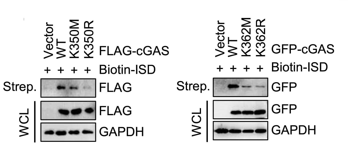 Open access visualization of Gel, Biotin Pull-Down Assay, DNA Binding, cGAS, Wild-Type