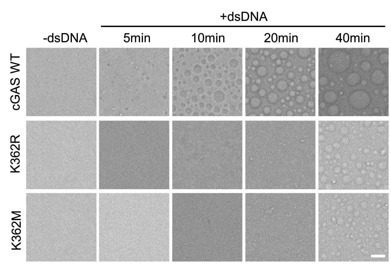 Open access visualization of Microscopy, In Vitro Phase Separation, GST-cGAS, dsDNA, Recombinant Proteins