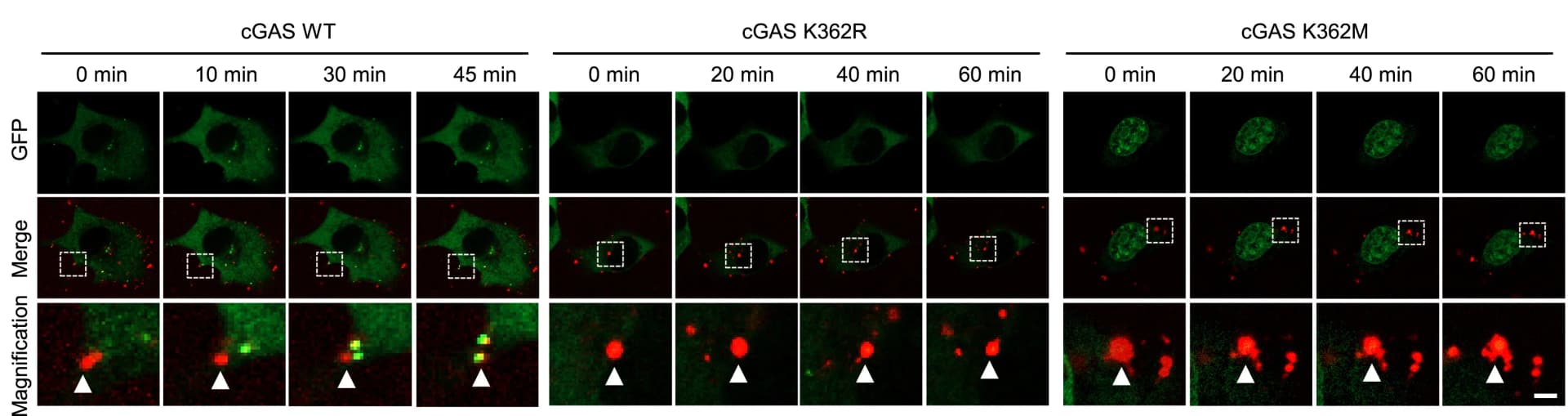 Open access visualization of Microscopy, In Vivo Phase Separation, Time-Lapse Micrographs, cGAS, B16F10 Cells