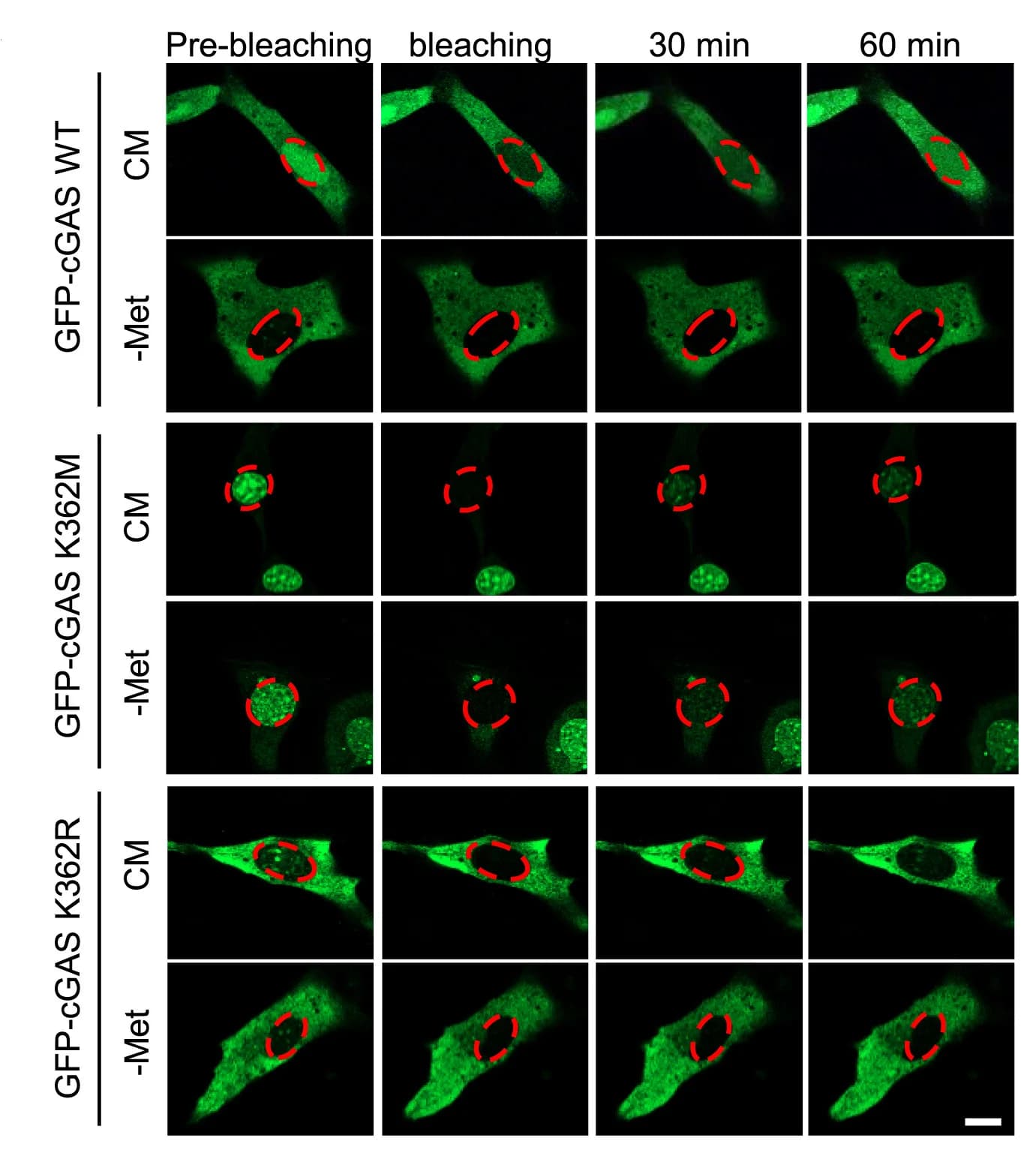 Open access visualization of Microscopy, Methionine Deprivation, cGAS Translocation, FRAP Assay, B16F10 Cells