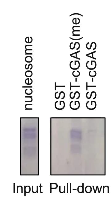 Open access visualization of Gel, GST Pull-Down, ITC, Non-Methylated cGAS, Methylated cGAS