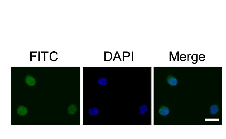 Open access visualization of Microscopy, Immunofluorescence, FITC-Labeled, TAT-K350 Methylated Peptides, B16F10 Cells