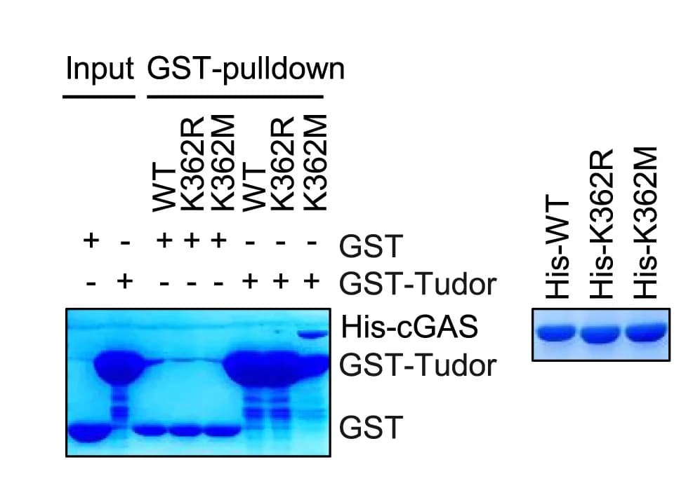 Open access visualization of Gel, GST Pull-Down Assay, Tudor Domain, His-cGAS Wild-Type, His-cGAS K362M