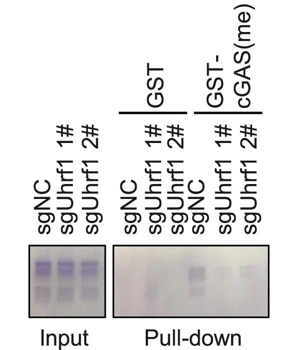 Open access visualization of Gel, GST Pull-Down Assay, Methylated cGAS, Nucleosomes, Uhrf1knockout