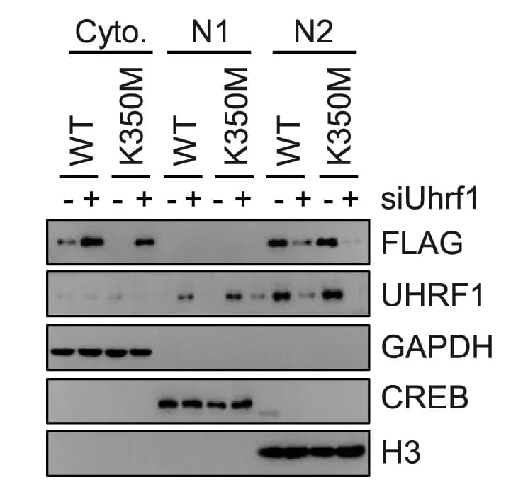 Open access visualization of Gel, Uhrf1knockdown, Chromatin Tethering, Wild-Type cGAS, K350M cGAS