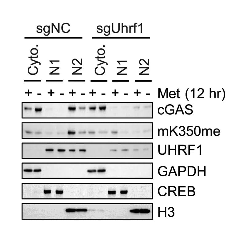 Open access visualization of Gel, Methionine Deprivation, Chromatin Tethering, cGAS, UHRF1