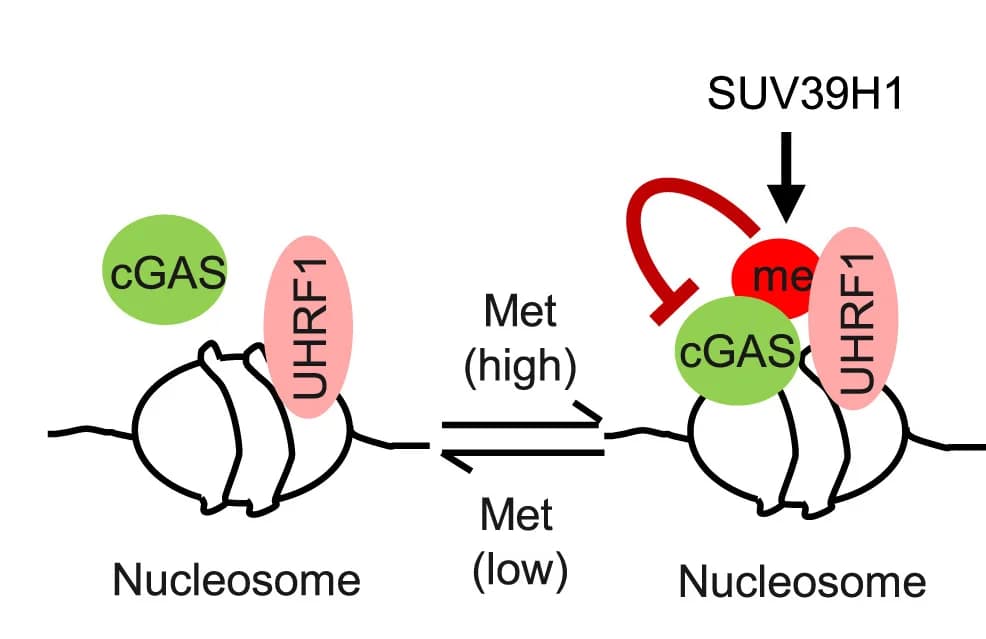 Open access visualization of Workflow, Illustration, Model, UHRF1, Methylated cGAS