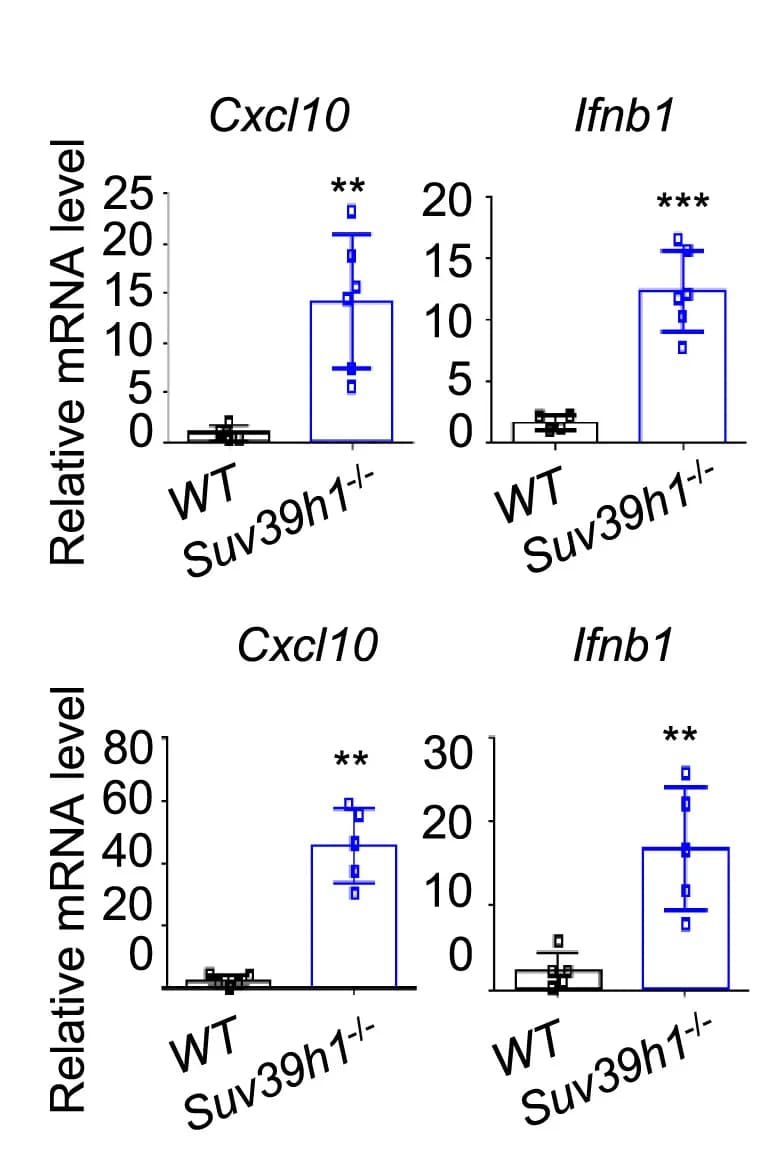 Open access visualization of Bar Plot, Error Bars, Cytokine Production, B16F10, MC38