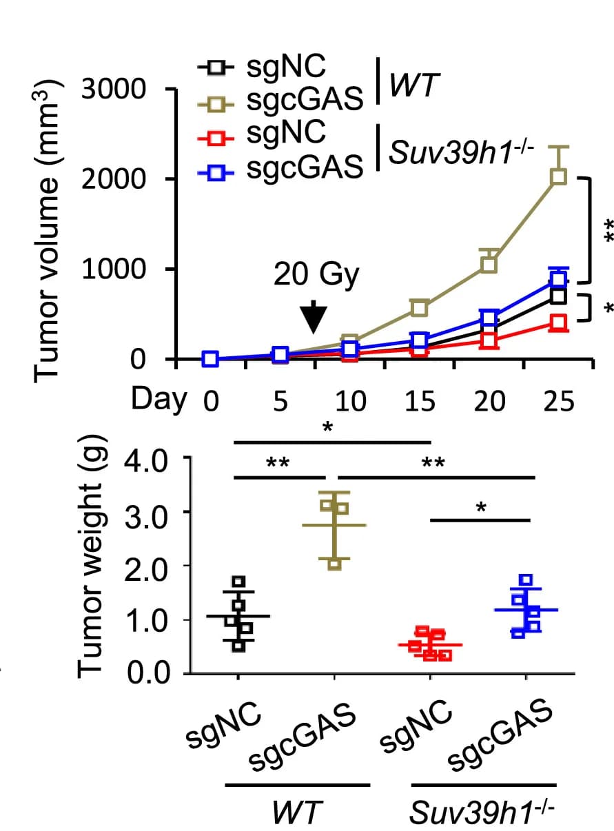 Open access visualization of Line Plot, Error Bars, Scatter Plot, Tumor Growth, Tumor Weight