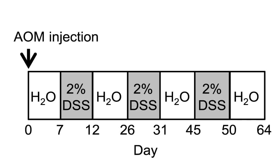 Open access visualization of Workflow, Illustration, Azoxymethane, Dextran Sodium Sulfate, Treatment Timeline